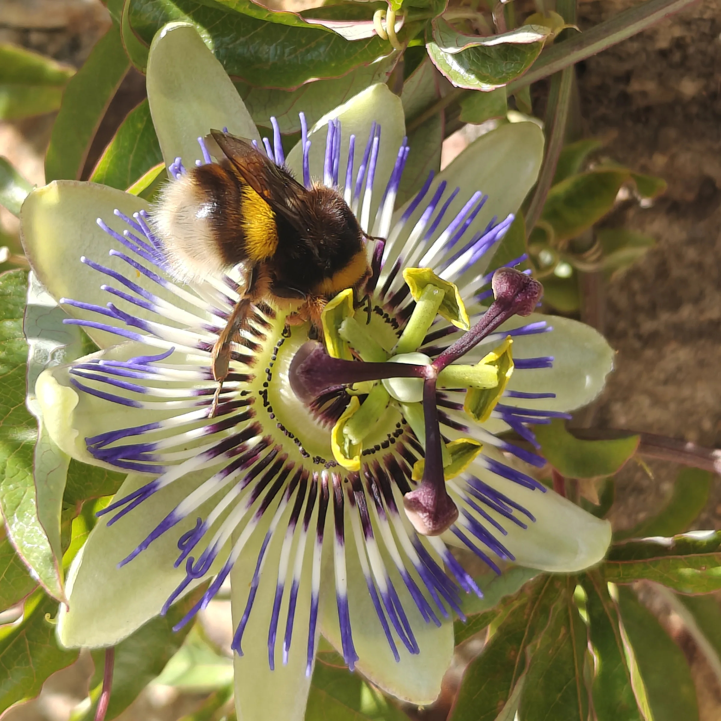 Passiflora caerulea flor 1