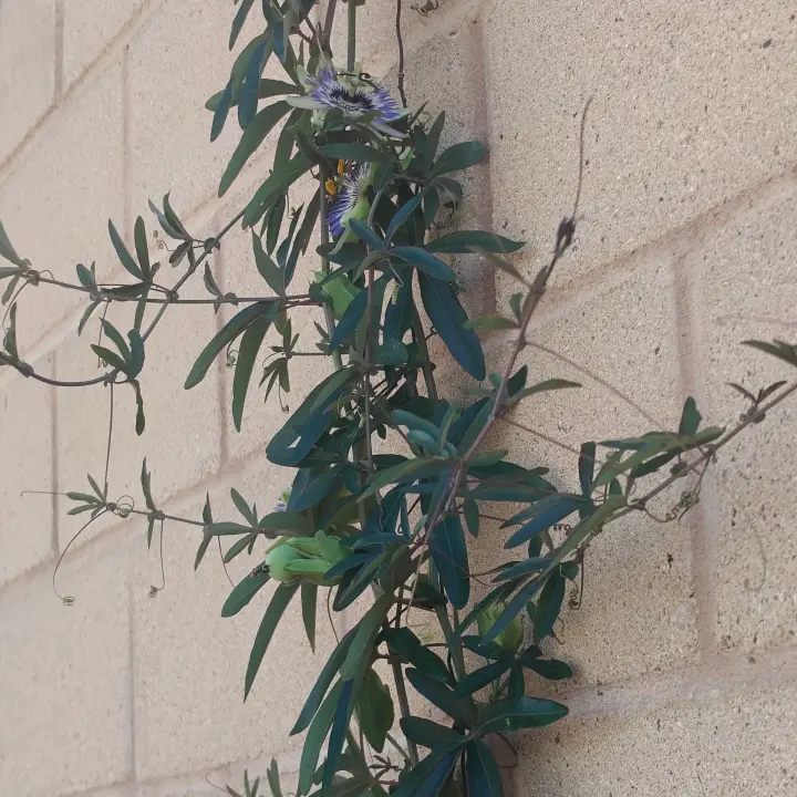 Passiflora caerulea 1