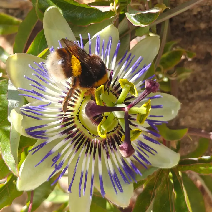 Passiflora caerulea flor 1