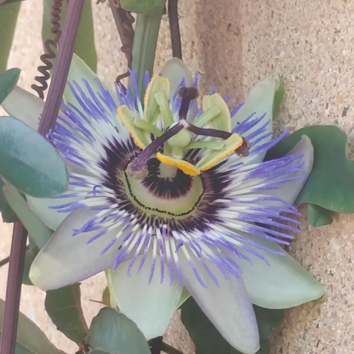 Passiflora caerulea flor 2