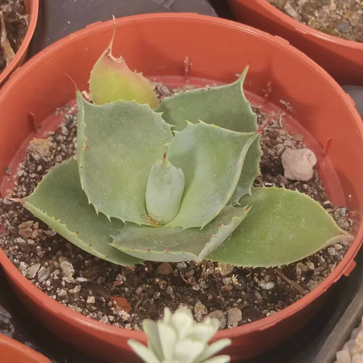 Agave potatorum 1