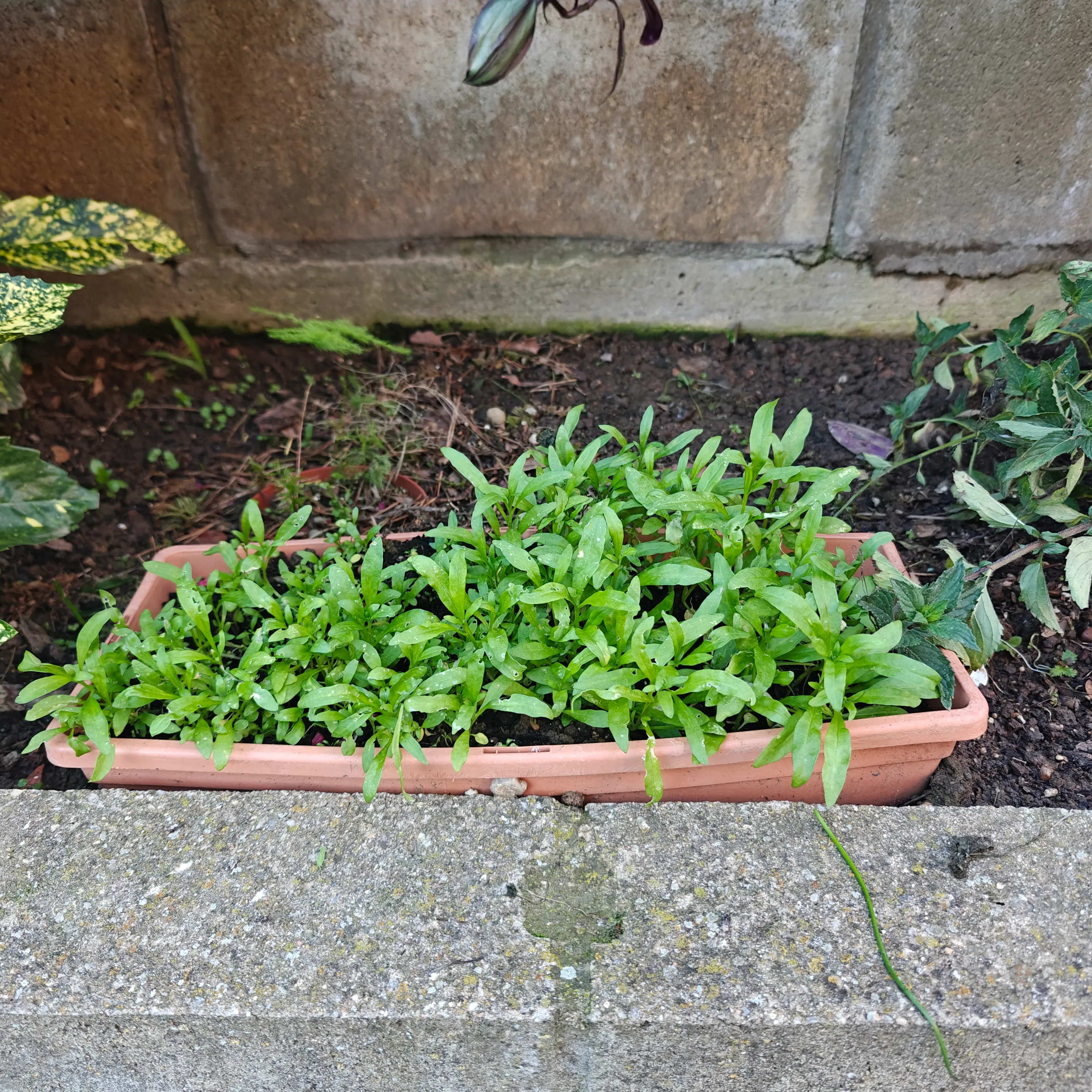 Lobularia Maritima