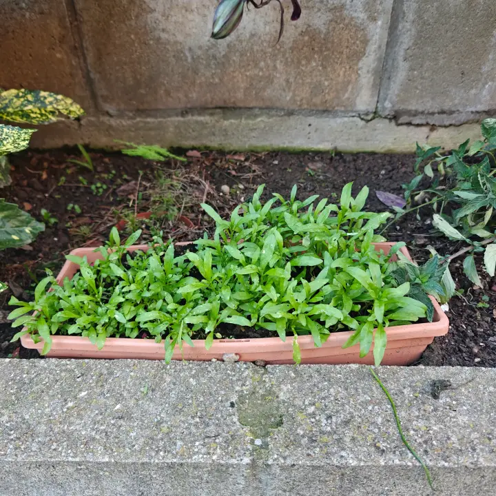 Lobularia Maritima 1