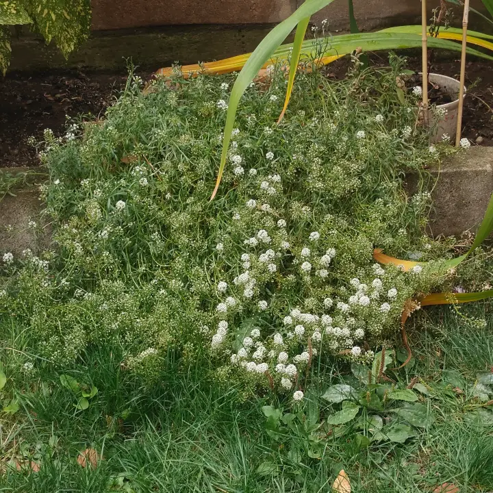 Lobularia Maritima 2