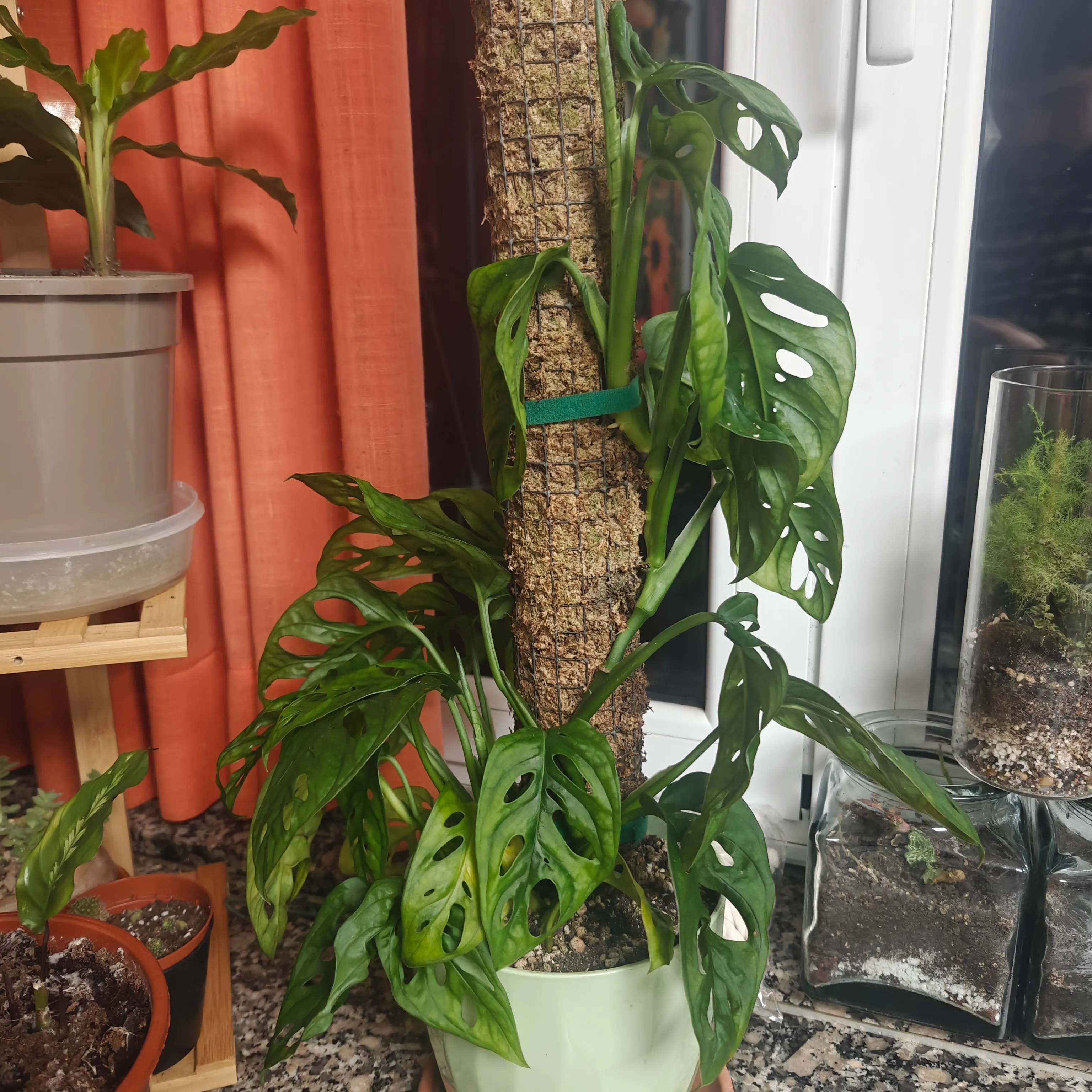 Monstera Adansonii 5