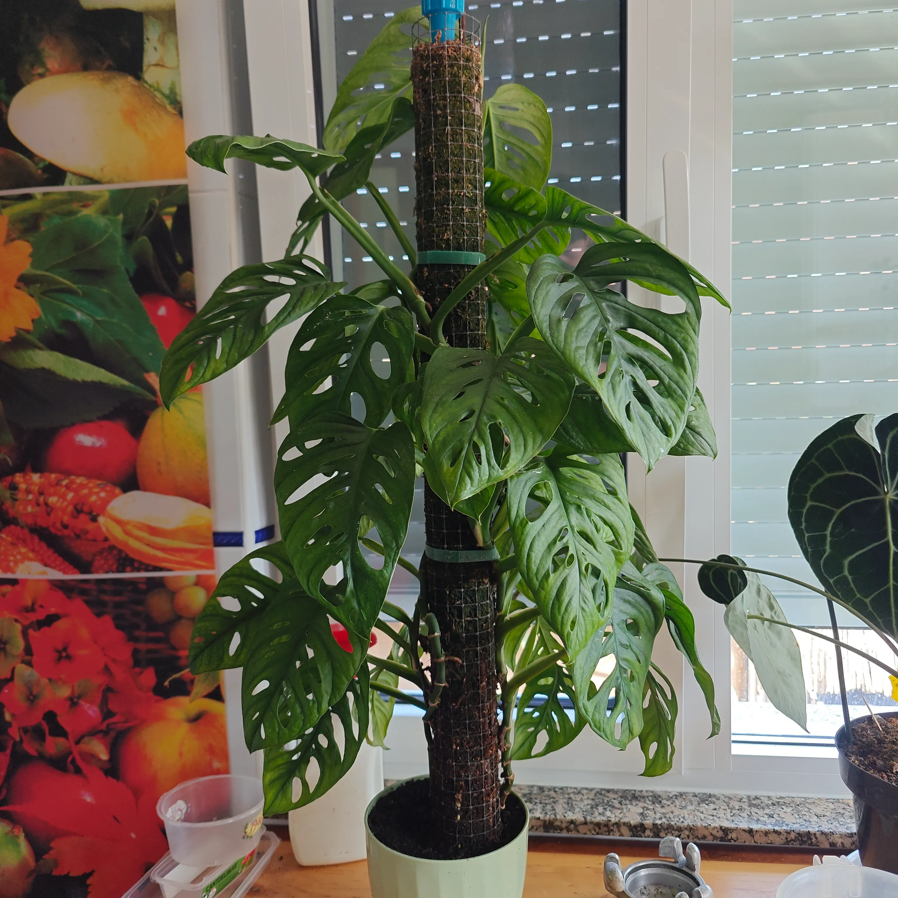 Monstera Adansonii 4