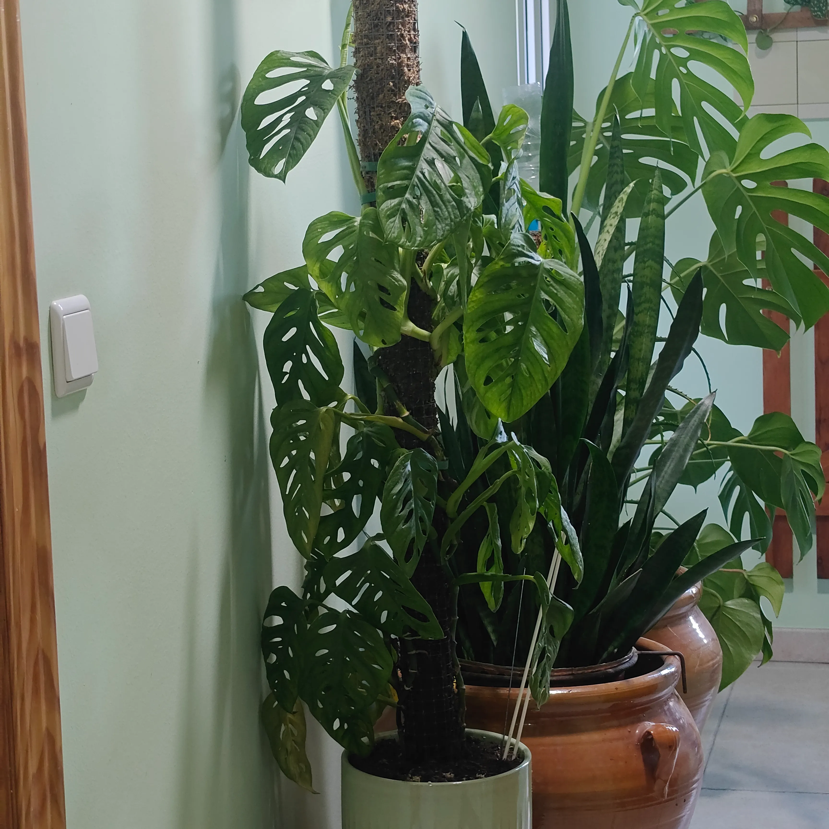 Monstera Adansonii 6
