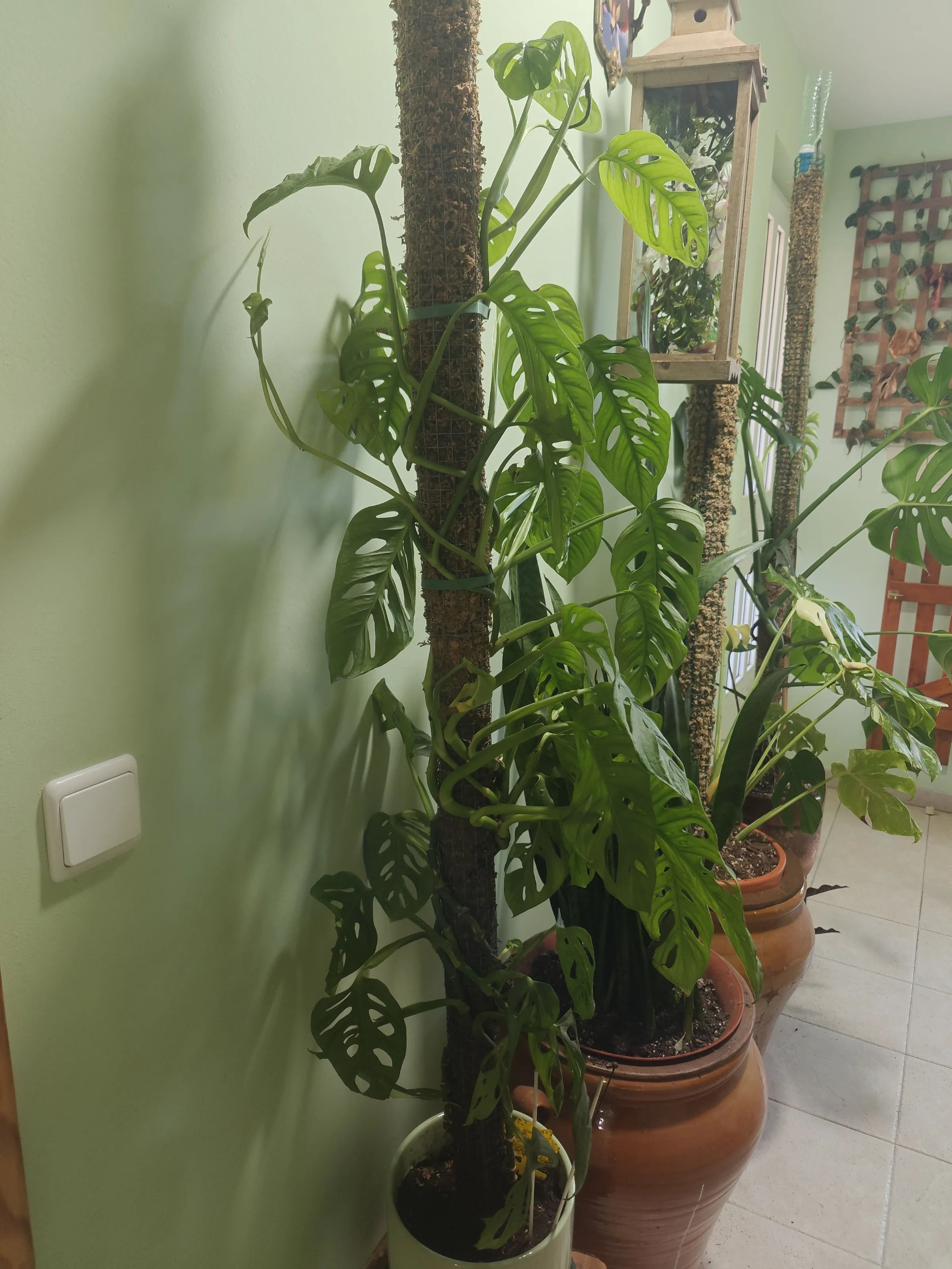 Monstera Adansonii