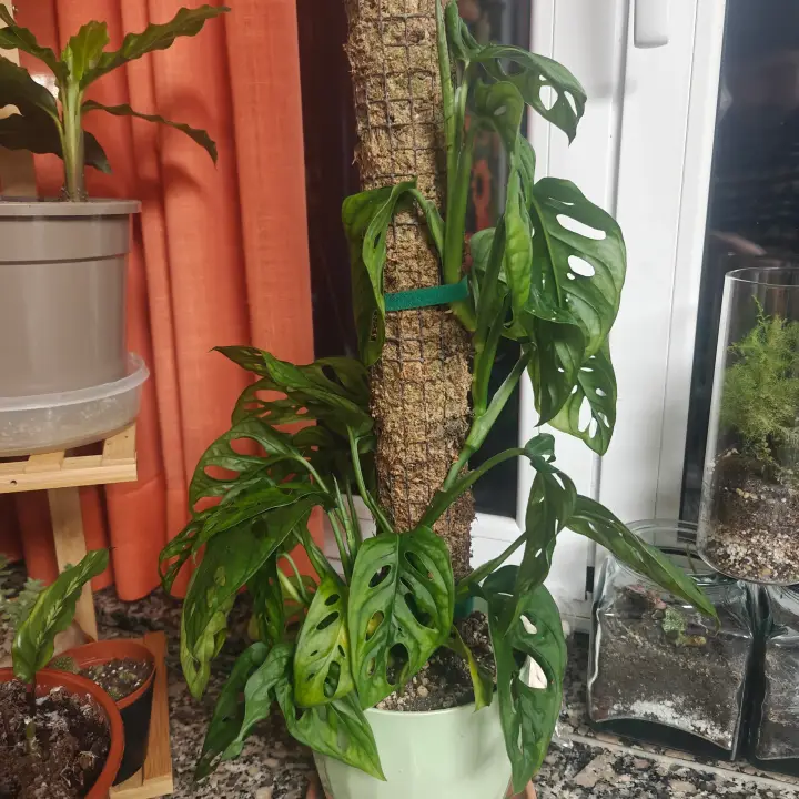 Monstera Adansonii 5