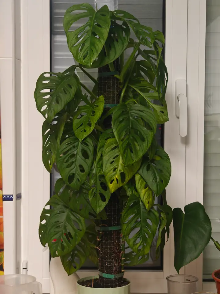 Monstera Adansonii 3