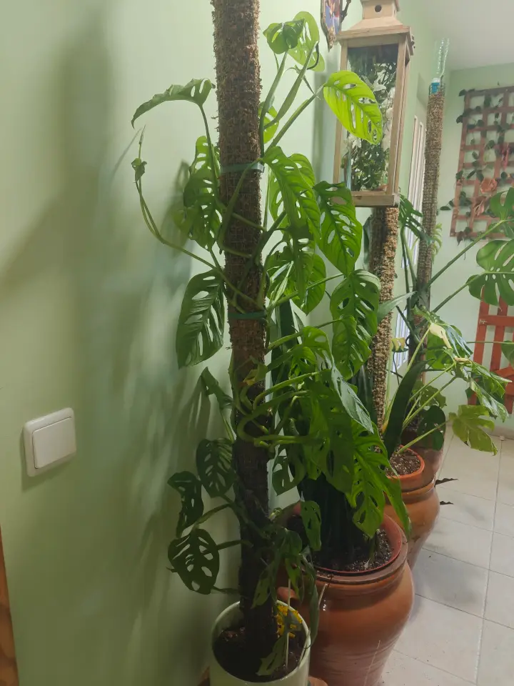 Monstera Adansonii 1