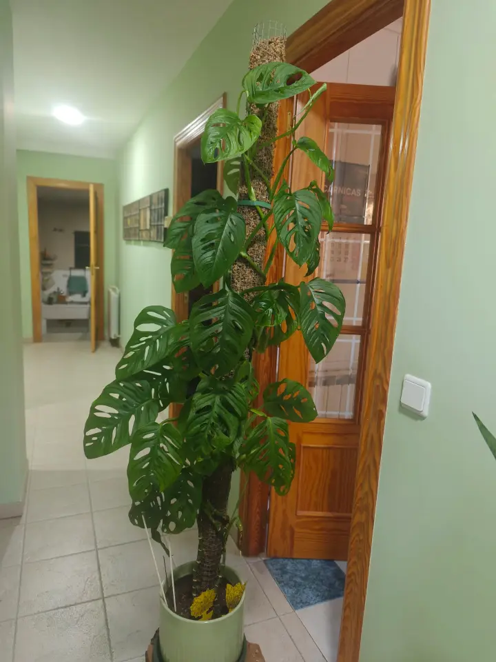 Monstera Adansonii 2