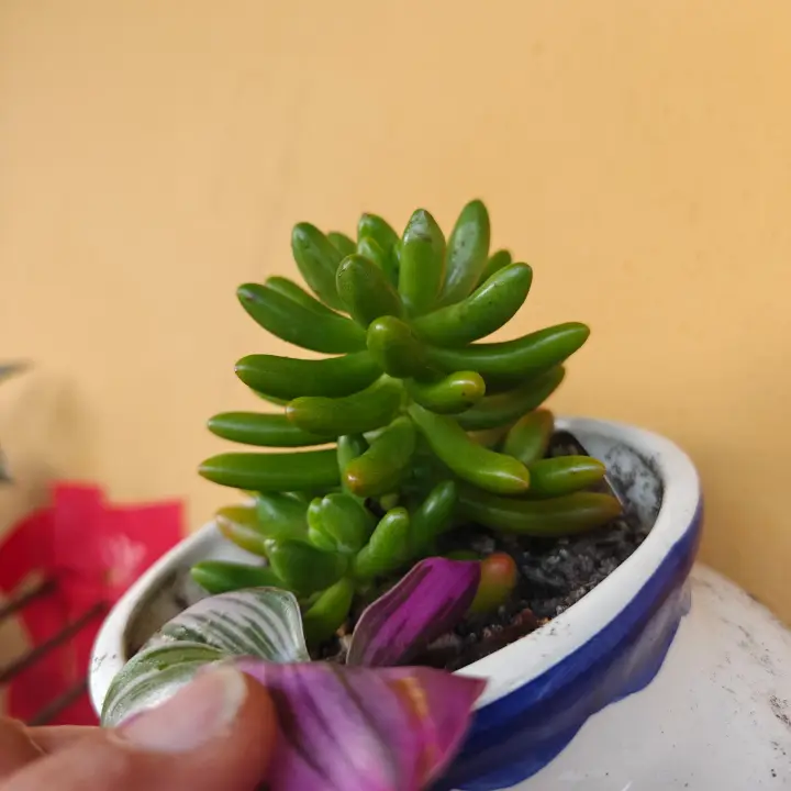 Sedum Pachyphyllum 3