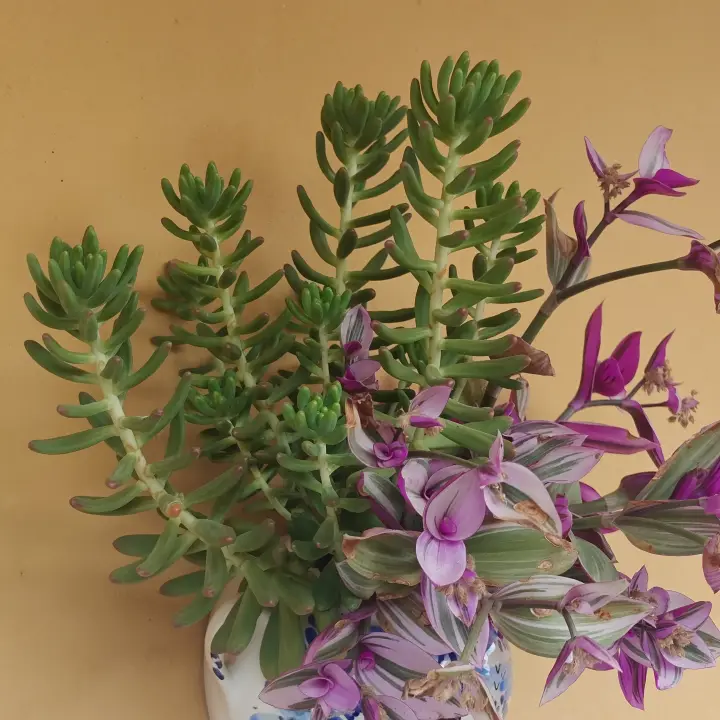 Sedum Pachyphyllum 2