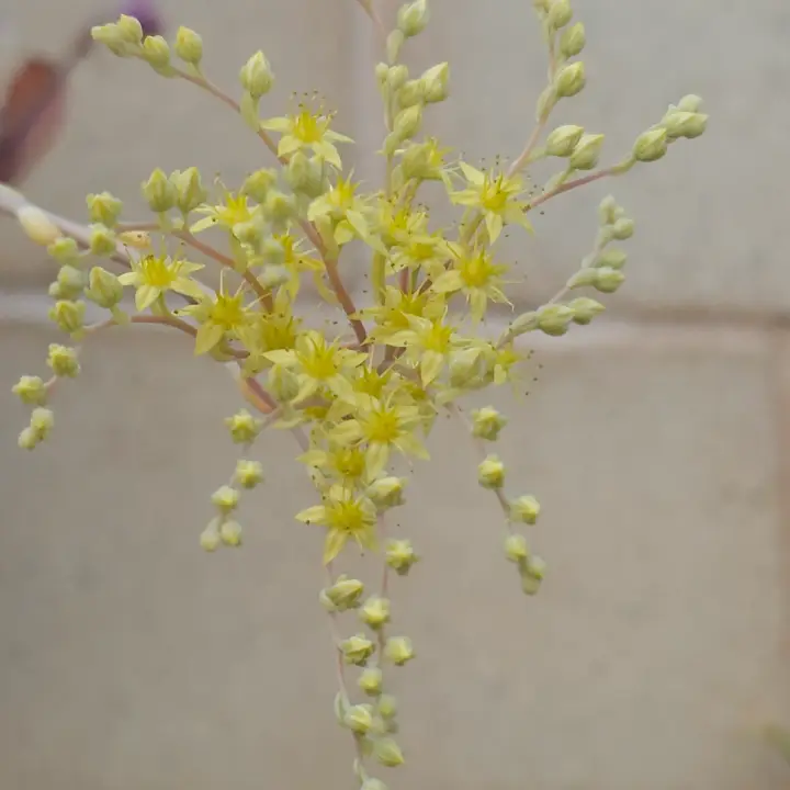Sedum Pachyphyllum flor 2