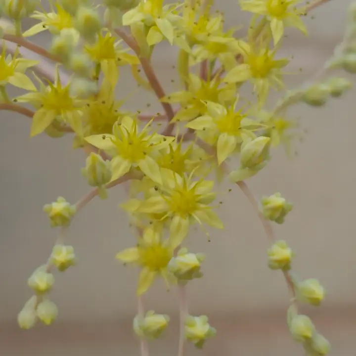 Sedum Pachyphyllum flor 1