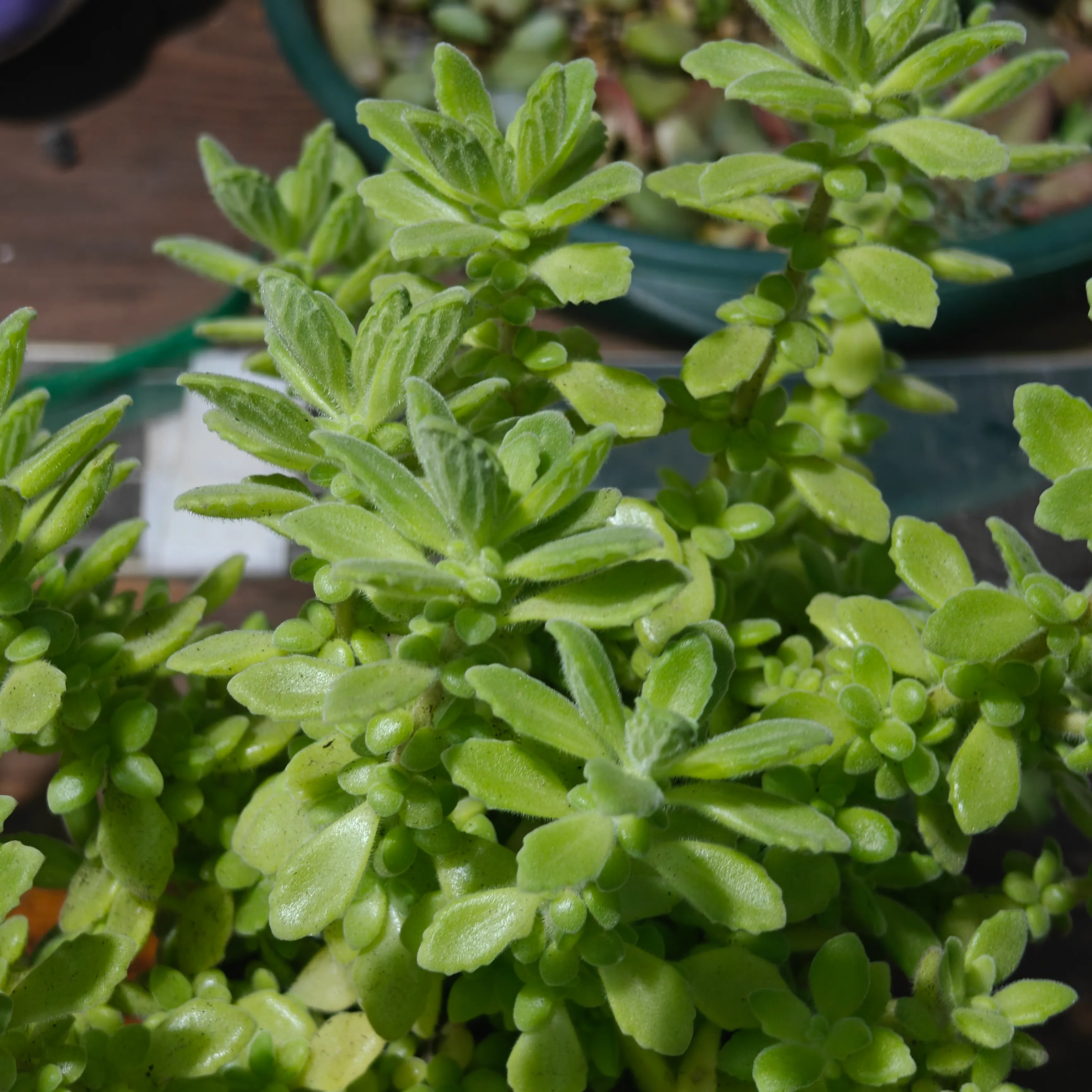 Coleus hadiensis 2