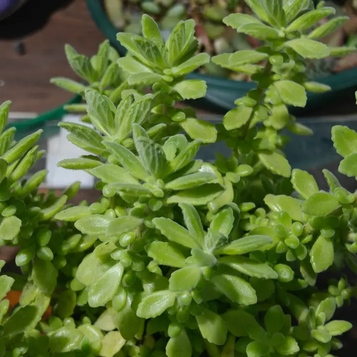 Coleus hadiensis 2