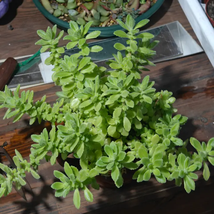 Coleus hadiensis 1