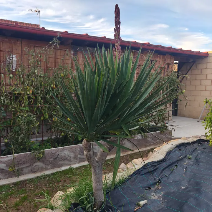 Yucca 1