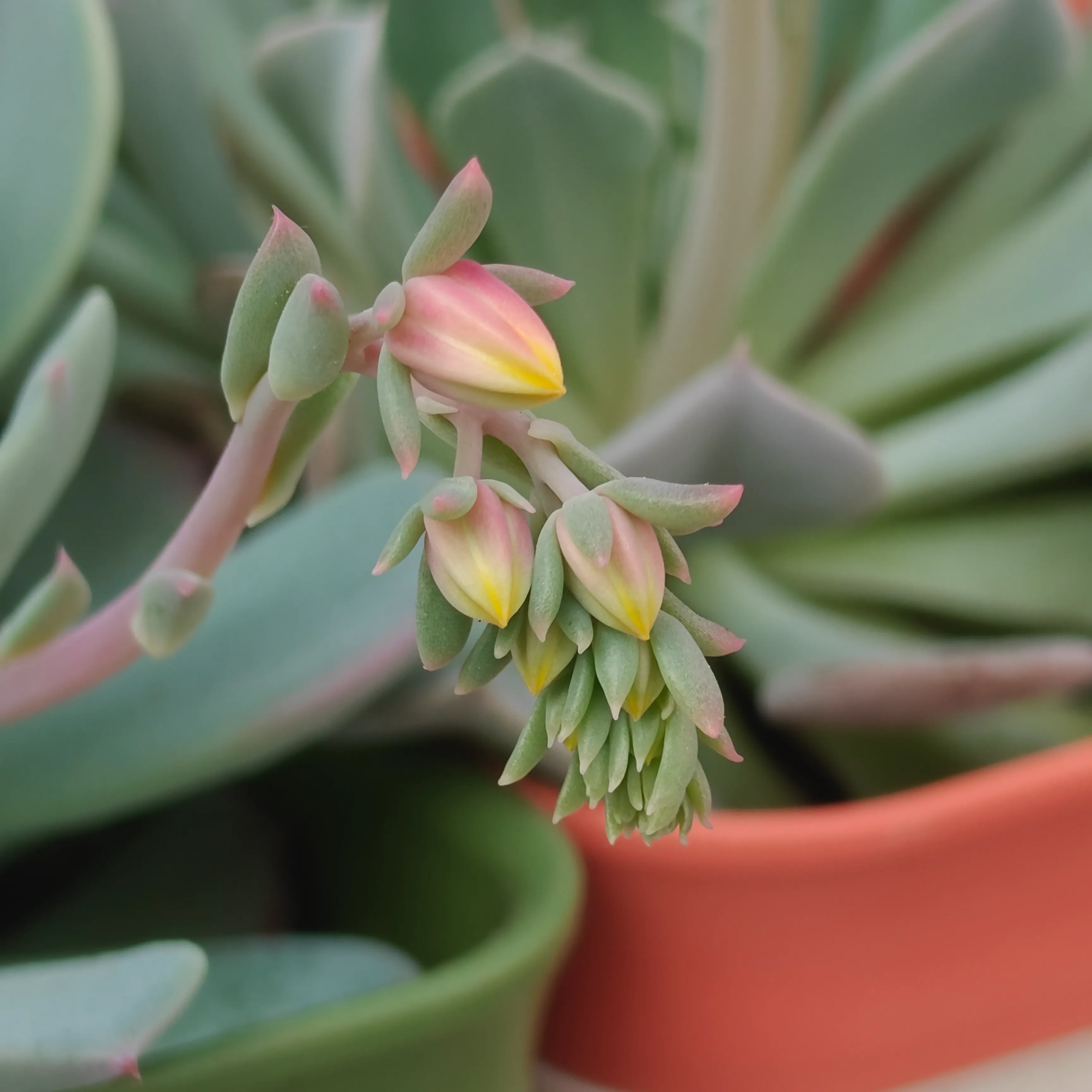 Echeveria Azulita 3