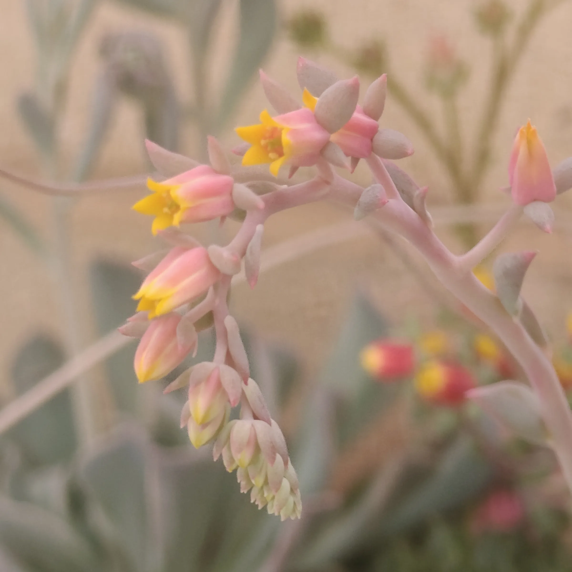 Echeveria Azulita 2