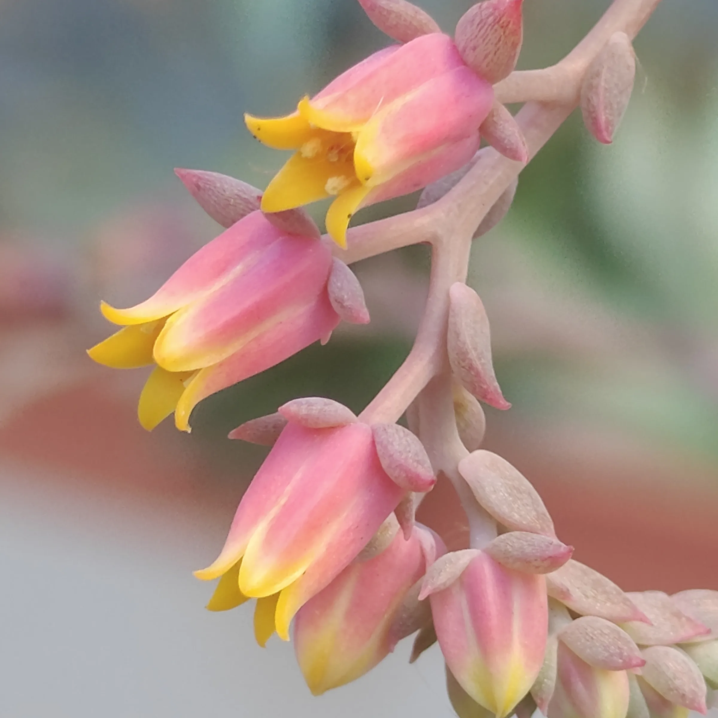 Echeveria Azulita flor 1