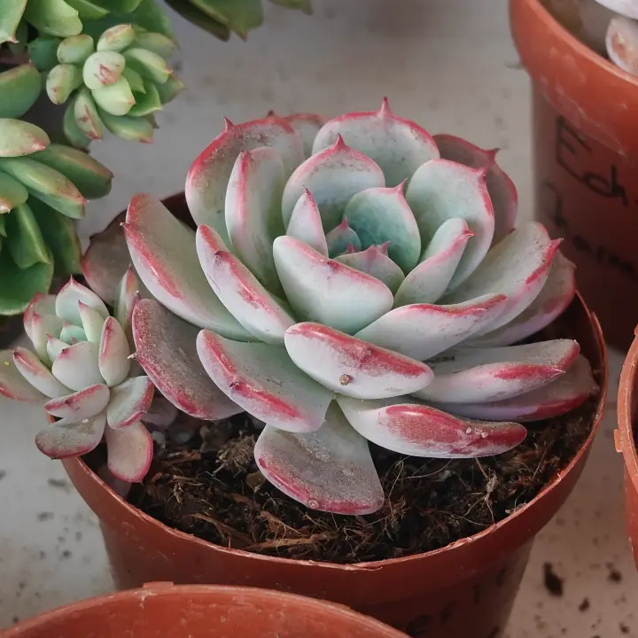 Echeveria Azulita 1