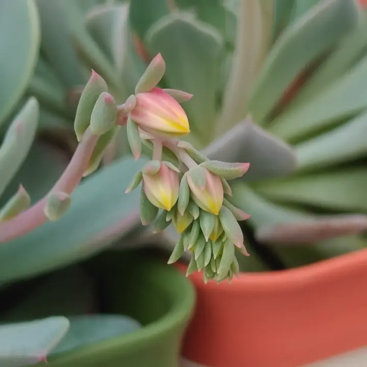 Echeveria Azulita flor 4
