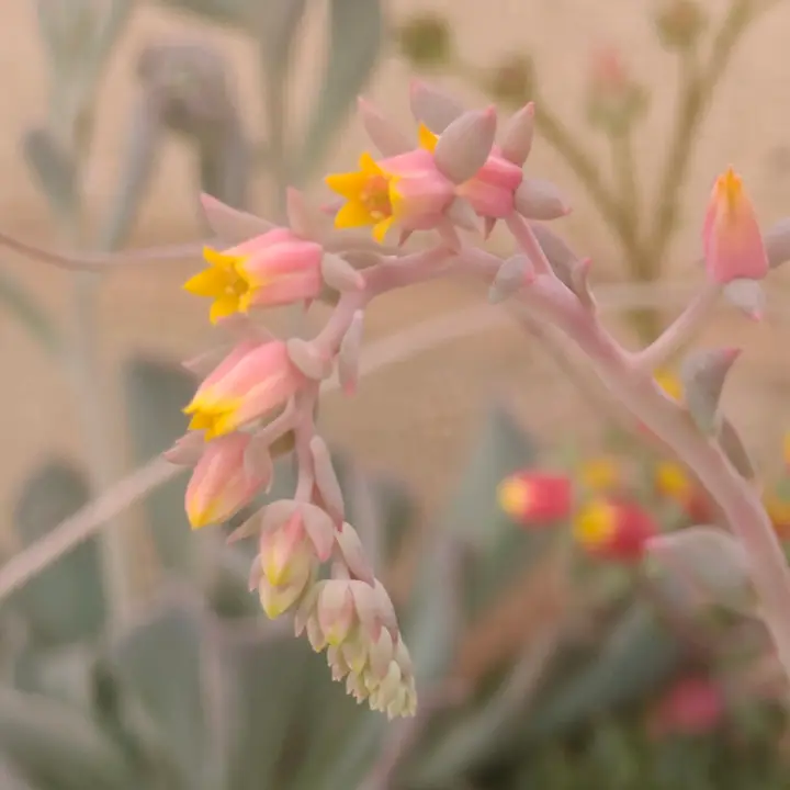 Echeveria Azulita flor 3