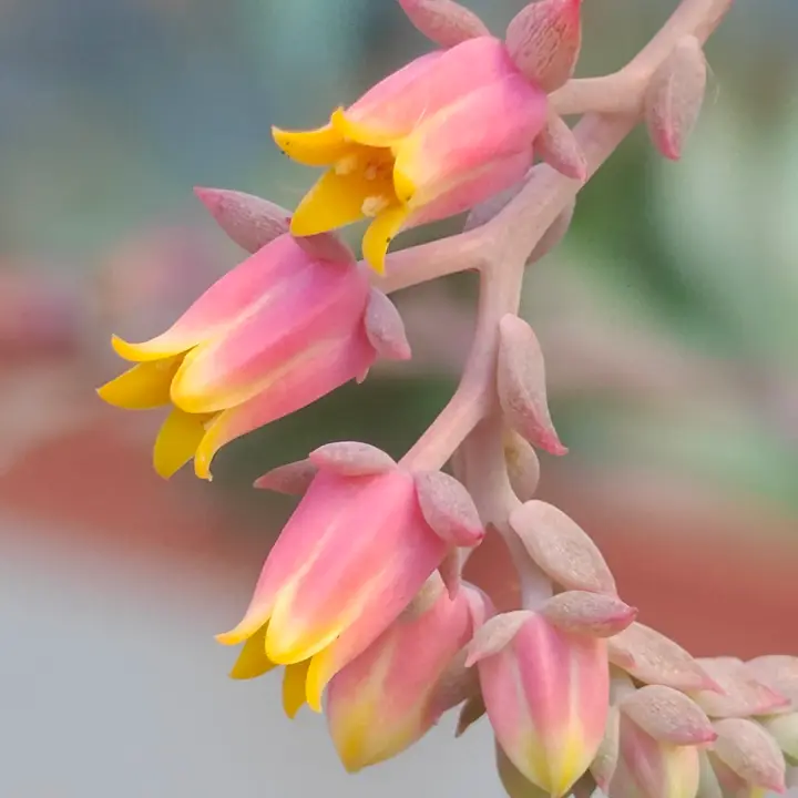 Echeveria Azulita flor 1