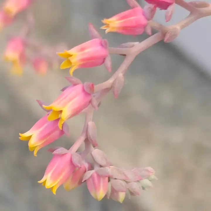 Echeveria Azulita flor 2