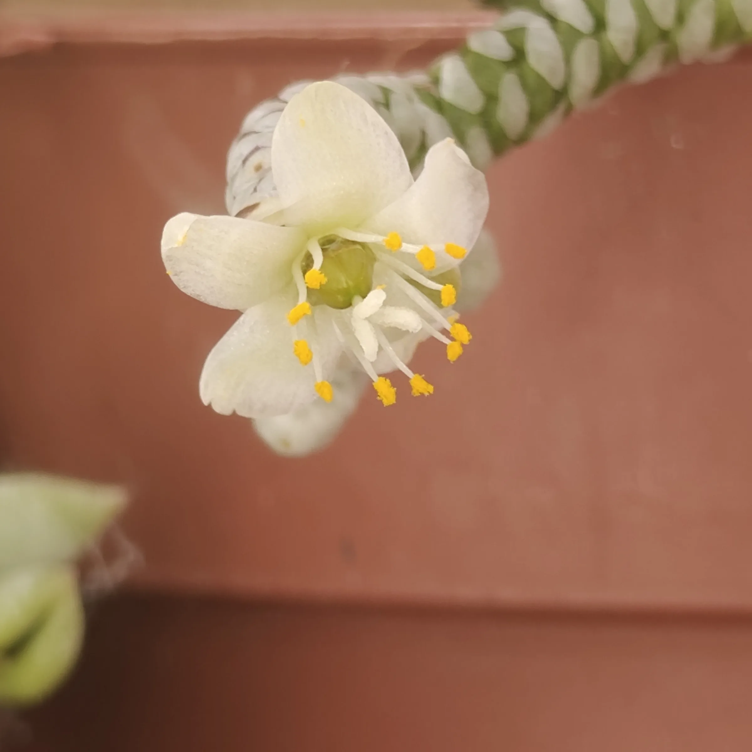 Avonia Albissima flor 3