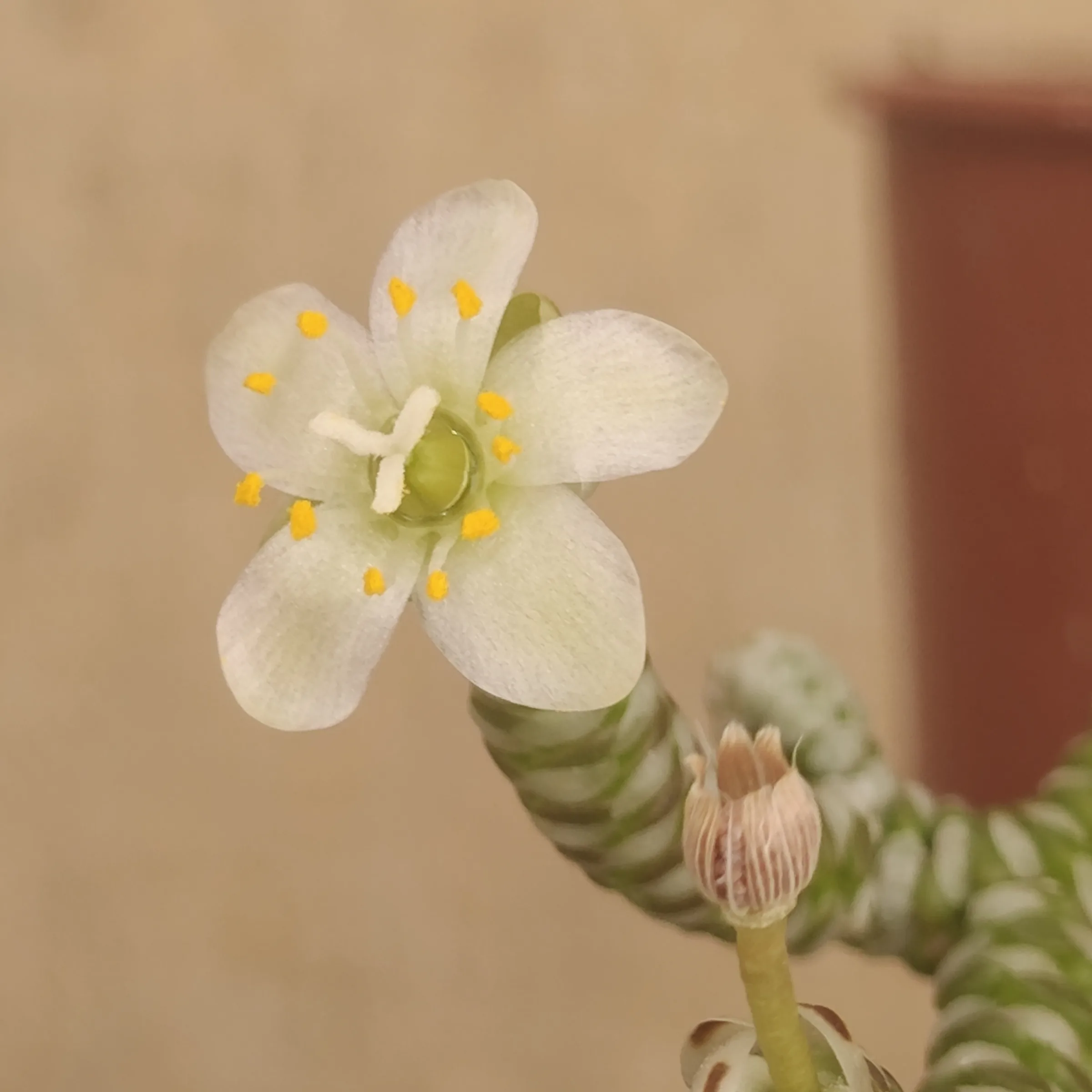 Avonia Albissima flor 1