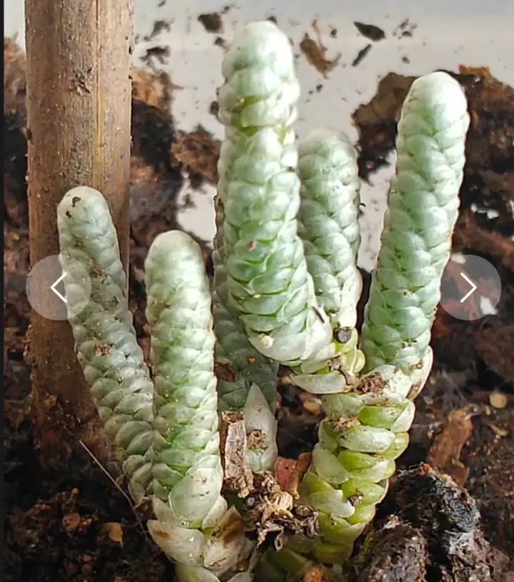 Avonia Albissima 4