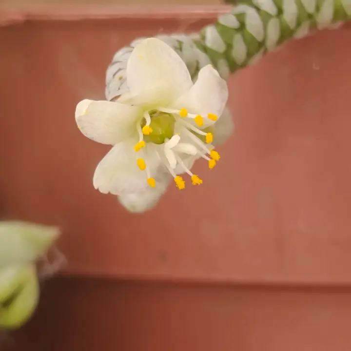 Avonia Albissima flor 3