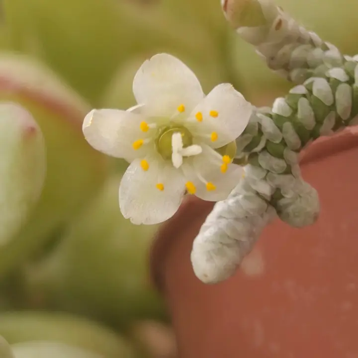 Avonia Albissima flor 2
