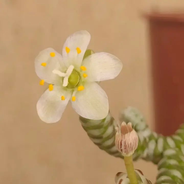 Avonia Albissima flor 1