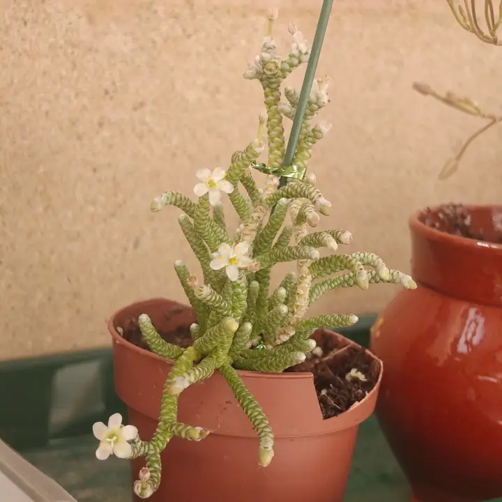 Avonia Albissima 1