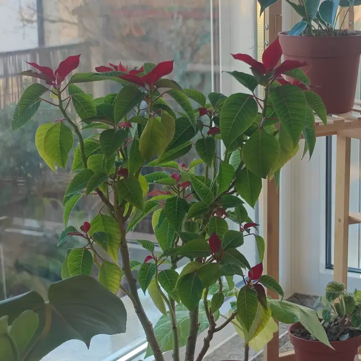 Euphorbia pulcherrima 1