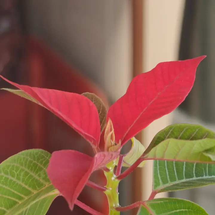 Euphorbia pulcherrima 2