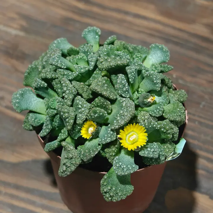 Titanopsis calcarea 3