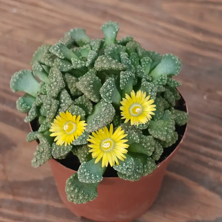 Titanopsis calcarea 1