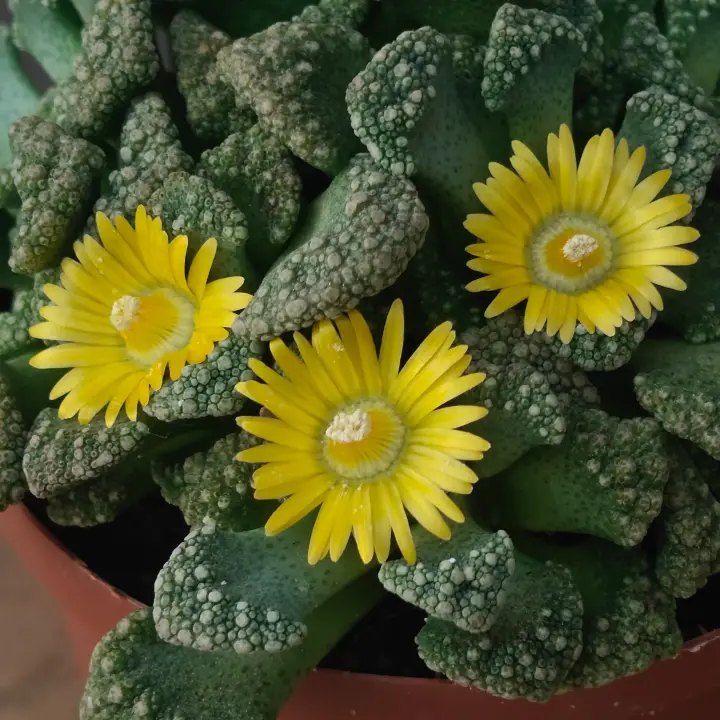 Titanopsis calcarea 2