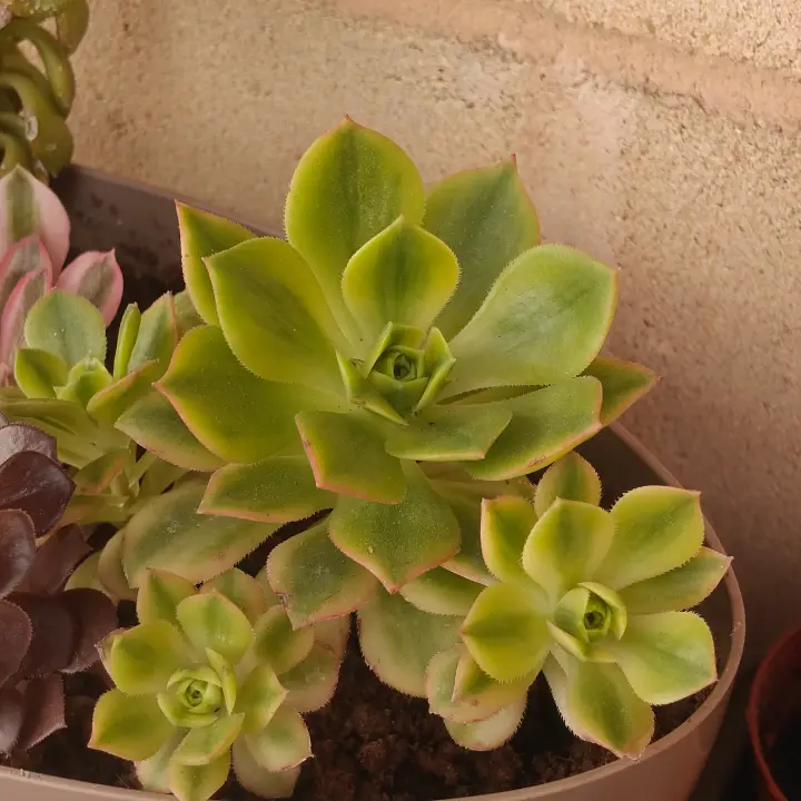 Aeonium Florence 2