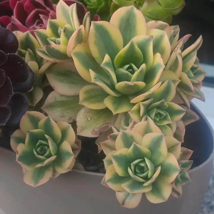 Aeonium Florence 1