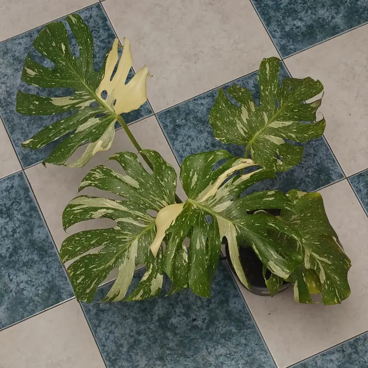 Monstera deliciosa 'Thai Constellation' 2