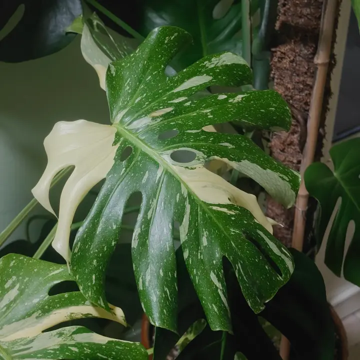 Monstera deliciosa 'Thai Constellation' 1