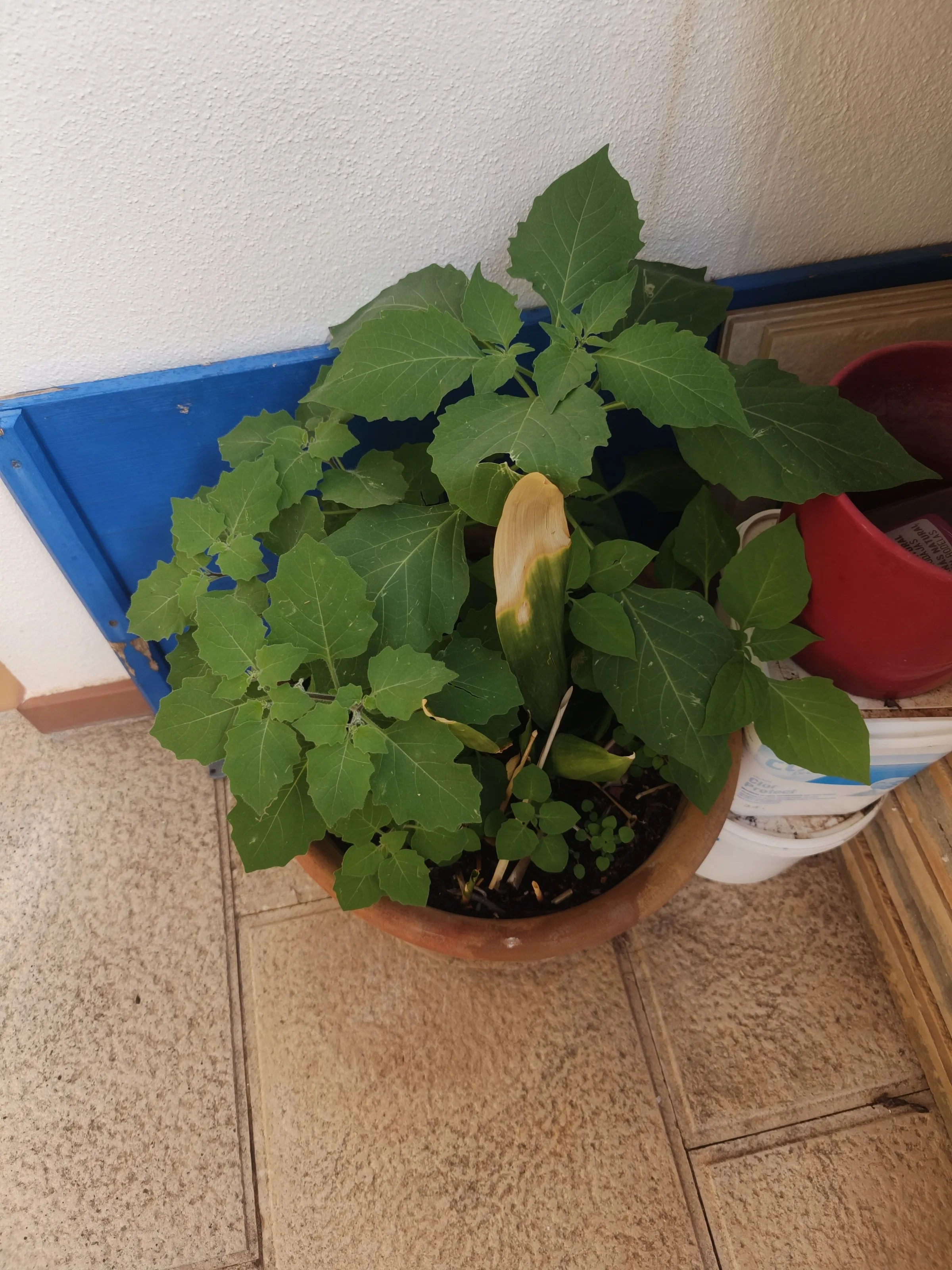 Solanum nigrum
