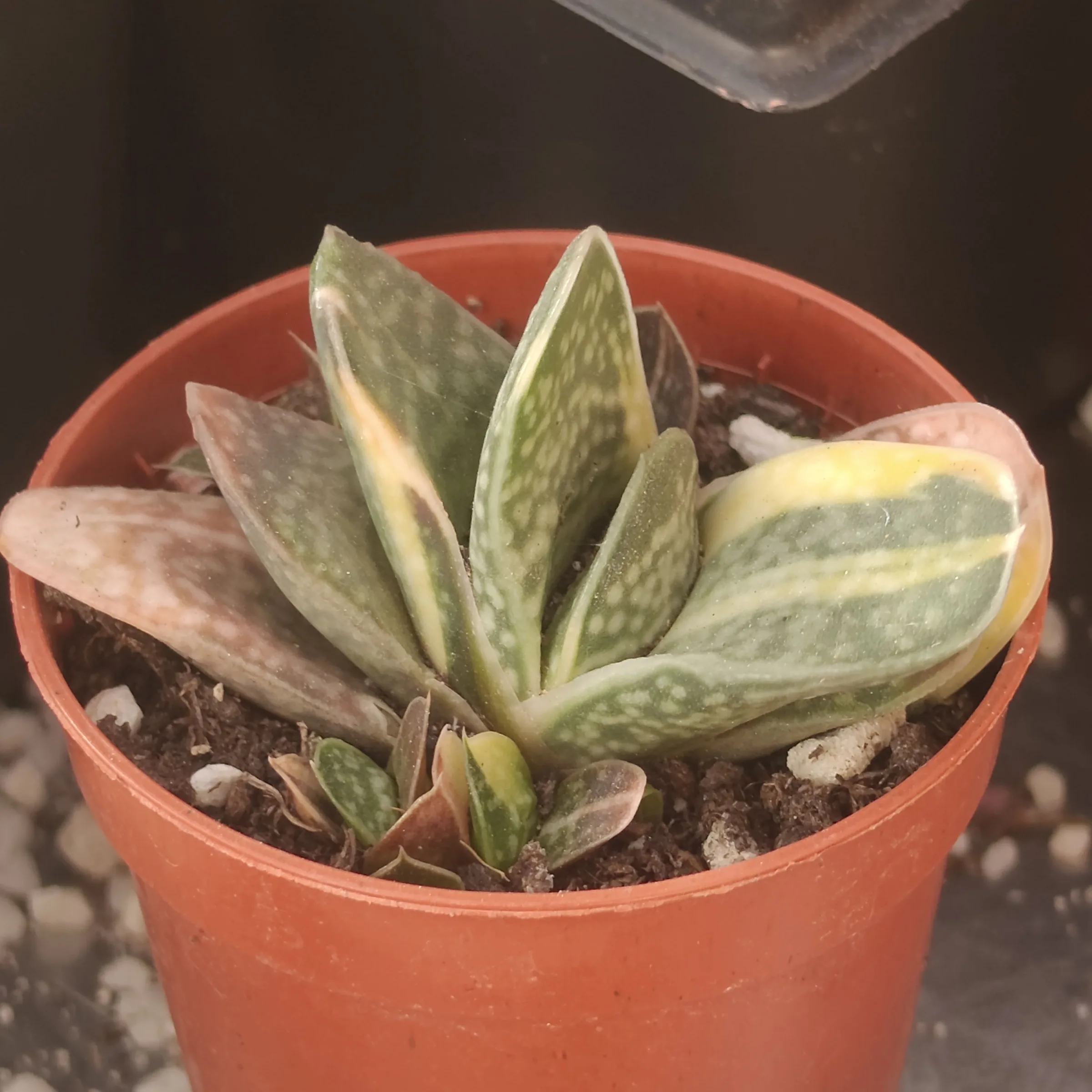 Gasteria Glauca Variegata